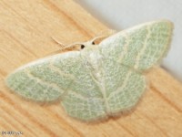 Blackberry Looper Moth