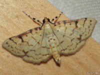 Ironwood Root Moth