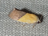 Half-yellow Moth