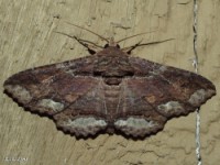 Lunate Zale Moth