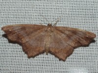 Esther Moth