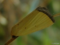 Black-bordered Lemon Moth