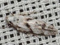 Stripe-backed Moth