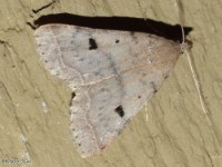 Bent-winged Owlet Moth