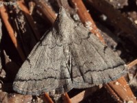 Uknown Zanclognatha Moth