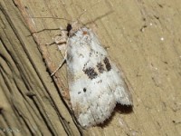 Black-patched Graylet Moth