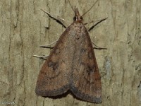 Celery Leaftier Moth