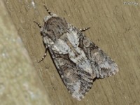 Distinct Quaker Moth