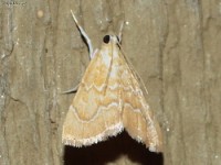 White-roped Glaphyria Moth