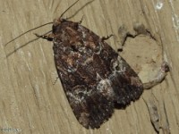 Exesa Midget Moth