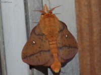 Spiny Oakworm Moth