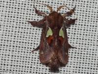 Spiny Oak-Slug Moth