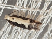 Twirler Moth