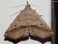 Lost Owlet Moth