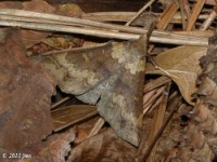 Discolored Renia Moth