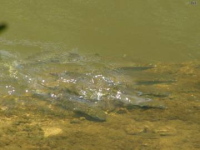 School of Striped Mullet a long way from saltwater