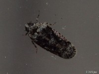 Achilid Planthopper