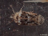 Achilid Planthopper