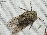 Fulgorid Planthopper