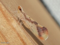 Derbid Planthopper