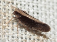 Cixiid Planthopper