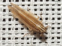 Delphacid Planthopper