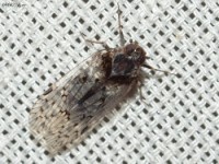 Cixiid Planthopper