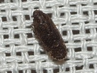 Achilid Planthopper