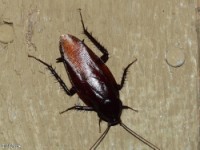 Smoky Brown Cockroach