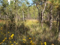 Big Thicket Savannah