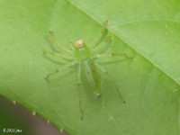 Translucent Green Jumper Spider