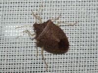 Stink Bug