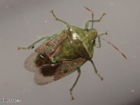 Stink Bug