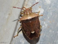 Stink Bug