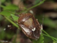 Edessa sp. Stink Bug