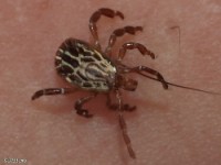 Gulf Coast Tick