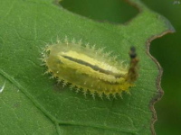 Tortoise Beetle Larvae