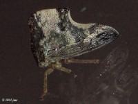 Treehopper