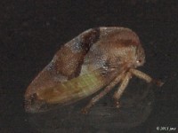 Treehopper