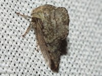 Treehopper