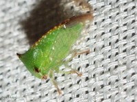 Treehopper