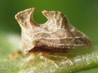 Treehopper