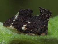 Treehopper