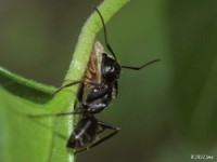 Treehopper