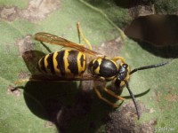 Eastern Yellowjacket Worker