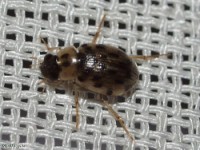 Water Scavenger Beetle