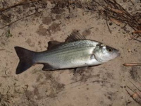 White Bass