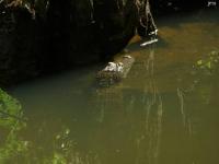 American Alligator