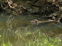 American Alligator