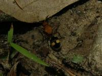 Velvet Ant, ANT10